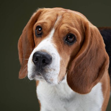 Köpeğin yakın plan portresi yeşil arka planda, yumuşak ışıklandırma köpeklerin derin gözlerini ve kürk dokusunu güçlendiriyor. Detaylı görüntü onun zekasını yakalar..