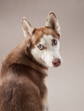 Nazik ve yumuşak bir ifadeyle Sibirya Husky 'si kameraya hafifçe döner. Sıcak bej arka plan köpek kürkünün doğal sıcaklığını arttırır..