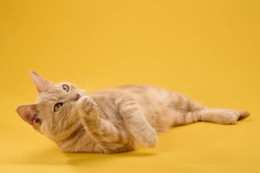 Kızıl kedi sarı yüzeyde yatar, başını yukarı doğru eğik ve yumuşak bakışlı..