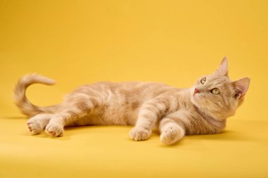 Kızıl kedi huzur içinde yatar. Ön pençeleri yan yana. Vücudu esnemiş..