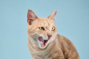 Kızıl bir kedi, ağzı açık bir şekilde burnunu yalıyor, sanki bir şeyin tadına bakıyormuş gibi. Yumuşak mavi arkaplan, açık renk kürküne karşıtlık ekler.