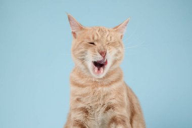 Kızıl bir kedi ağzı açık, parlak mavi bir arka planda oturarak neşeyle şaşı bakar. Bu neşeli ifade neşeli ve anlamlı bir his veriyor..