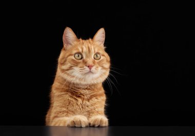 Zencefilli yerli bir steyşın kedi, siyah bir stüdyo arka planında sakince oturur. Hayvan tetikte ve pençelerini birleştirerek hafifçe sola bakıyor..