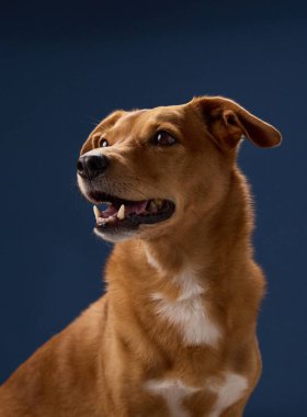 Kalkmış kulakları ve odaklanmış gözleri olan kahverengi bir köpeğin dikey çerçevesi. Köpek kıpırdamadan oturur ve hafifçe sağa bakar..