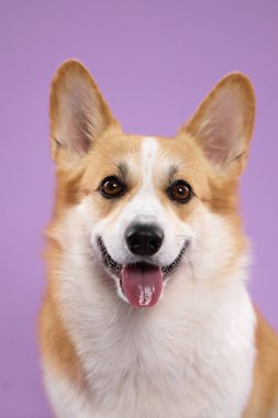 Gülümseyen Galli Corgi 'nin dik kulaklı portresi. Stüdyoda sağlam mor arkaplana karşı ayarlandı.