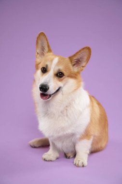 Galli Corgi mor arka planda yan açıyla oturur. Kısa bacaklar ve uyarı kulakları profilden görülüyor.