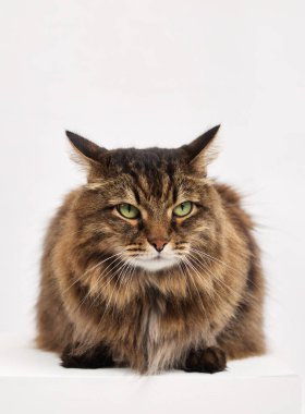 Uzun saçlı tekir kedi, patilerini altına sıkıştırmış, beyaz arka planla stüdyoda çekilmiş. Rahat duruş, sakin ve rahat olduğunu gösteriyor..