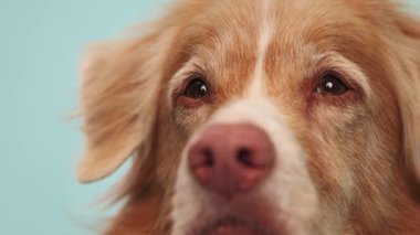 Golden Retriever 'dan anlamlı bir bakış, mavi arka plandaki yumuşak gözlerine odaklanıyor..