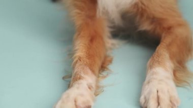 Golden Retriever 'ın pençeleri ve bacakları stüdyoda oturma pozisyonunda..