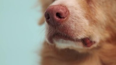 Bir gişe hasılatının burnu ve üst ağzı yumuşak bir odak noktasında pastel bir arka planda sergilenir..