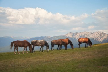 Yeşil bir yamaçta çim yiyen dört at çapraz bir çizgi oluşturur. Parlak mavi gökyüzü ve bulut oluşumları çerçevenin üst kısmını doldurur.
