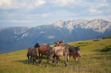Atlar güneşli bir tepenin tepesinde yeşil çimlerle beslenirken kümelenirler. Arka plan, temiz bir gökyüzünün altındaki dramatik alp arazisini gösteriyor..