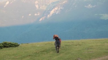 İki at eğimli bir çayırda serbestçe koşuyor. Hafif alacakaranlık ışıkları ve bulutlarla. Enerjileri sakin ortamla çelişiyor..