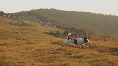 Kuyruğu yukarıdaki küçük bir teriyer, tepelerdeki dar çimenli patikada yürüyor. Bu 4K çerçeve uzaklığı ve macerayı yakalar.