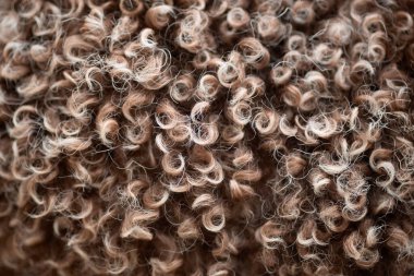 Lagotto Romagnolo köpek kürkü ayrıntılı bir şekilde gösterilir. Yoğun kürk dokusu eşsiz kıvırcık desenleri yakalar..