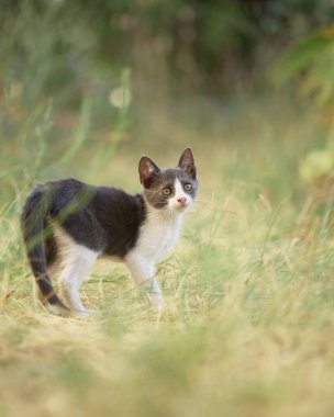Genç bir kedi yavrusu ön pençesini hafifçe kaldırarak ayakta duruyor. Kulakları ve gözleri açık bir çimene odaklanmış..