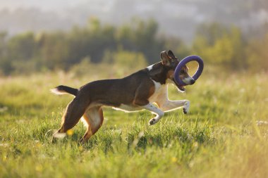 Bir köpek, frizbi, kulaklar yukarıda ve gözler odaklıyken orta yolda ağzını açar..
