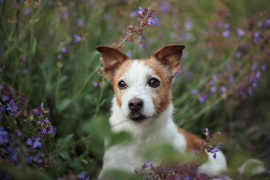 Yoğun lavanta çalılarının arasında oturan kendinden emin Jack Russell. Mor renkler, altın saat ışığı altında kıtır beyaz kürke tezat oluşturur..