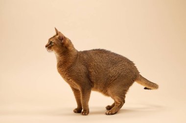 Kedi nazikçe öne doğru adım atıyor. Temiz bej arka planda uzun kuyruk ve tetikte duruş görüldü.