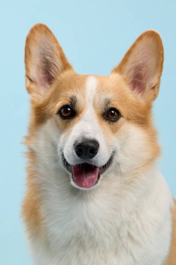 Pastel mavi arkaplan önünde bir Pembroke Welsh Corgi 'nin portresi. Köpek hafifçe gülümseyerek ileriye bakıyor..
