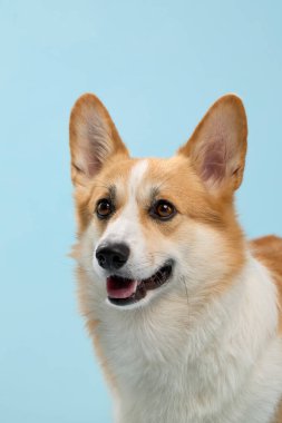 Açık mavi arka planlı Pembroke Welsh Corgi 'nin portresi. Köpek sakin ve nazik bir ifadeyle görünüyor..