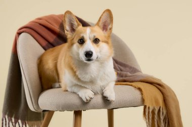 Pembroke Welsh Corgi battaniyeli rahat bir koltuğun üzerinde uzanıyordu. Sıcak tonlar ve gevşemiş vücut dili resme huzurlu bir evcil his veriyor..