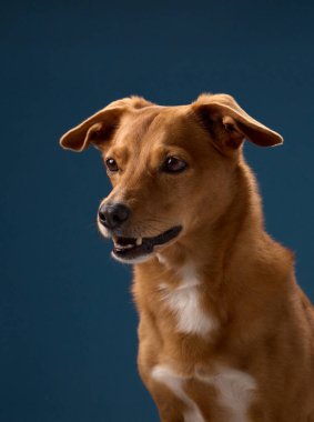 Kahverengi bir köpek mavi bir arka planda çerçevede oturur. Stüdyo ışıklandırması kürk dokusunu ve şeklini geliştirir..