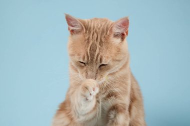 Kızıl bir kedi başını eğerek oturur ve kendini temizlemek için patisini kaldırır. Mavi arkaplan ve yumuşak ışık dingin ifadesini geliştirir.