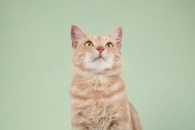 Kızıl kedi ilginç bir ifadeyle başını hafifçe sola eğer. Tarafsız açık yeşil bir arkaplanda duruyor..