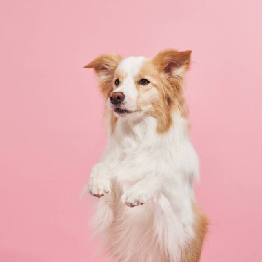 Bordercollie mutlu bir bakışla dik oturur ve patisini kaldırır. Pastel pembe arka plan sıcaklık ve cazibe ekler..