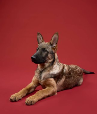 Bir kurt köpeği yavrusu kırmızı arka plana karşı rahat bir duruşla uzanıyor. Sahne dengeli bir enerji ve sakinlik karışımı verir..