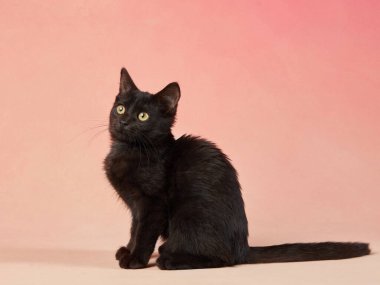 Siyah bir kedi yumuşak pembe bir arka planda oturuyor, yana bakıyor. Pürüzsüz kürkü, arka plandaki sıcak tonlarla çelişiyor..