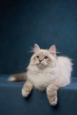 Krem renkli bir bez bebek kedi sakince koyu mavi bir yüzeyde oturuyor ve rahatlamış görünüyor. Yumuşak kürkü ve derin arkaplanı arasındaki zıtlık onun özelliklerini vurgular.