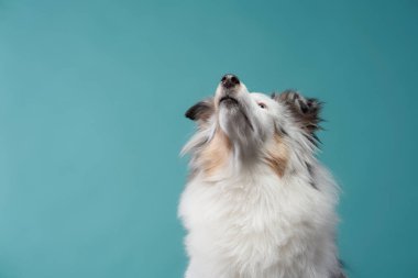 Bir Shetland çoban köpeği kafasını yukarı doğru eğiyor mavi bir arka plana doğru, görünüşe göre meraklı. Parlak, iyi aydınlatılmış sahne, kürk deseninin kontrastını arttırır..