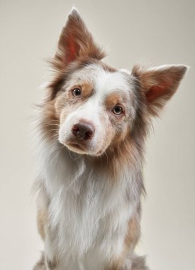 Bir kulağı kalkık ve yumuşak bir ifadesi olan bir çoban köpeğinin yakın plan portresi. Bej arkaplan ve yumuşak ışıklandırma tüylü ve yumuşak görünümünü vurgular.