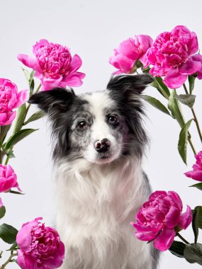 Bir Border Collie pembe çiçek aranjmanından bakar, parlak gözleri çiçek arkaplanına bakar. Kompozisyon rüya gibi ve sanatsal bir dokunuş ekliyor..