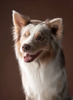 Bir Border Collie koyu bir arka plana sıcak bir şekilde gülümser, tüylü kürkü yumuşak ışıkla vurgulanır. Köpekler dost canlısı bir ifade hoş bir karşılama ve sevgi hissi yaratır..