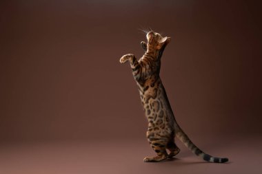 Bir Bengal kedisi arka ayakları üzerinde dik durur ve yukarıdaki bir şeye bakar. Pürüzsüz kürkü ve parlak gözleri yumuşak kahverengi arka planla tezat oluşturuyor..