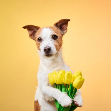Sarı arka planda sarı çiçekleri tutan bir Jack Russell Terrier. Neşeli ve büyüleyici fotoğraf köpeğin neşeli kişiliğini yansıtıyor..