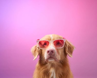 Bir Nova Scotia Duck Tolling Retriever pembe güneş gözlüklü parlak pembe arka plana karşı poz veriyor. Neşeli ve eğlenceli portre, köpeklerin rahat ve ilginç kişiliklerini ön plana çıkarıyor..