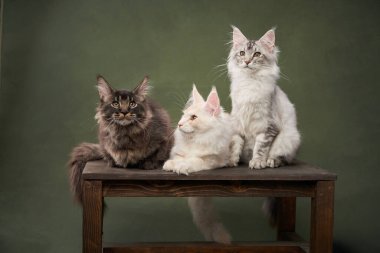 Üç kedi yavrusu, yeşil bir zemine karşı ahşap bir bankta birlikte otururlar. Çeşitli pozları, ilgi uyandırır. Yumuşak ışıklandırma ve doğal kompozisyon cazibelerini vurgular..