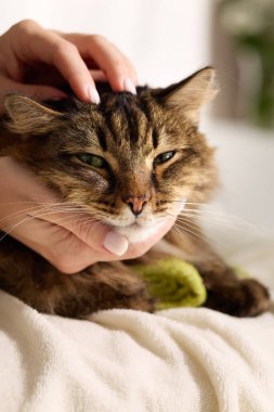 Kedi, sakin bir yüz ifadesiyle çenesine hafifçe vurmayı sever..