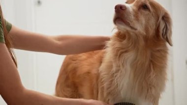 Köpek, beyaz bir odada duran bir yağmurlukla nazikçe tımar edilir..