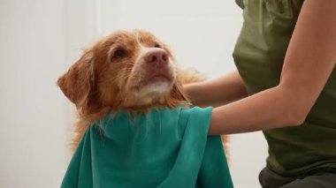 Islak köpek elleri havluyla kururken nazikçe yukarı bakar..