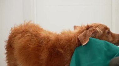 Islak bir Nova Scotia Duck Tolling Retriever Kurutma seansı sırasında arkadan görüldü.