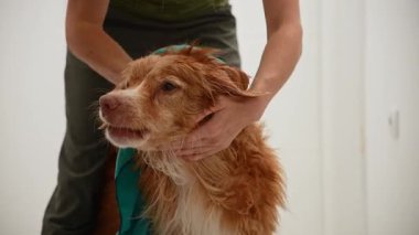 Islak köpek nazikçe sarılırken ve havluyla kururken yukarı bakar..