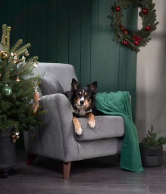 Bir Border Collie, çam ağacı ile çelenk arasında bir koltukta oturur. Odada rahat tatil dekorları ve sıcak melodiler var..