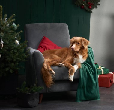 Bir Nova Scotia Duck Tolling Retriever gri bir sandalyede kırmızı bir yastığın yanında yatıyor. Kutlama öğeleri ve hediyeler arka planda beliriyor.