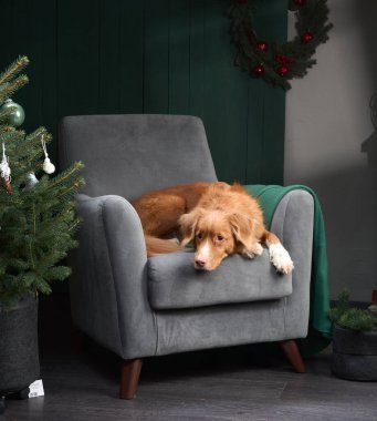 Bir Nova Scotia Duck Tolling Retriever gri bir sandalyede yatıyor. Noel yeşilliği ve çelenk bir şenlik hissi katar..