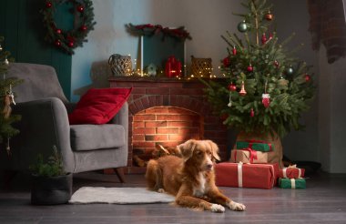 Nova Scotia Duck Tolling Retriever yerde bir Noel sandalyesi ve ağacın yanında yatıyor. Festivalin içinde bir çelenk ve parlayan ışıklar var..